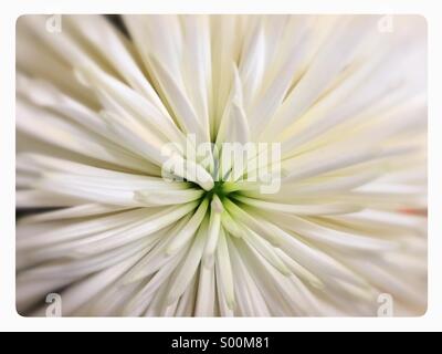 Nahaufnahme von weiße Blume. Stockfoto