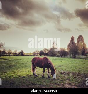 Pferd im Feld Stockfoto