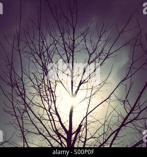 Sonne hinter Baum im Winter. Stockfoto