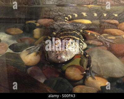 Baby-Alligator. Stockfoto