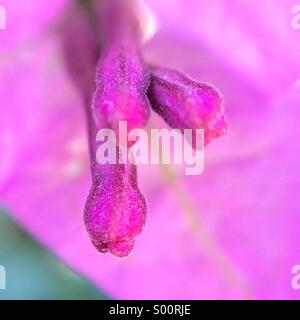 Makroaufnahme einer Blume Bougainville Stockfoto