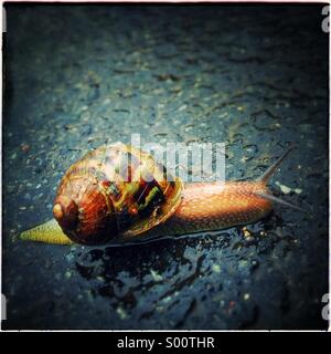 Schnecke auf der Straße Stockfoto