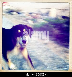 Ein Hund auf Straße Stockfoto