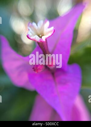 Nahaufnahme einer Bougainville-Blume Stockfoto