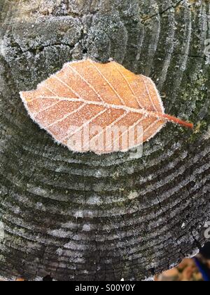 Ein Blatt bedeckt durch Frost sitzt auf einem Baumstamm Stockfoto