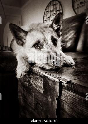 Terrier Hund auf Couch schwarz und weiß Stockfoto