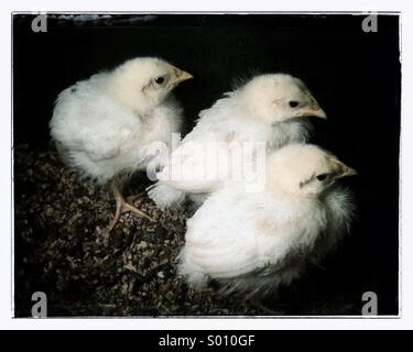 Junge Küken 1 Woche alt Stockfoto