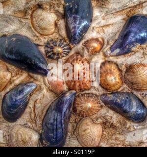 Muscheln in einem hübschen Kreismuster Stockfoto