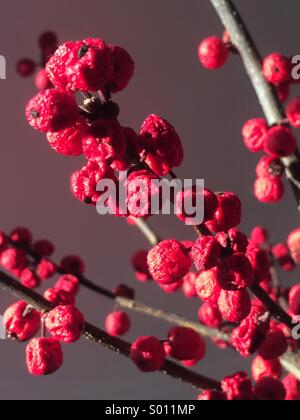 Faltige nah oben Ilex Beeren am Zweig Stockfoto