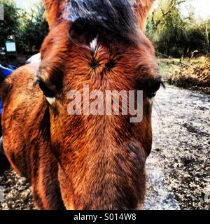 Ein New Forest Pony auf der Spülpumpe für ein Mittagessen in der Nähe von Gatewood Brücke in den New Forest National Park, UK. Stockfoto