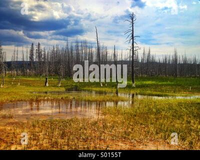 Verbrannte Bäume im Yellowstone-Nationalpark, Wyoming Stockfoto