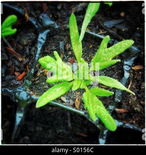 Tomaten-Pflanze wächst aus Samen Stockfoto