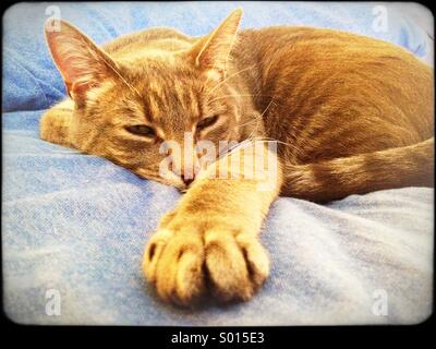 Tabby Katze dösen auf blauen Blätter Stockfoto