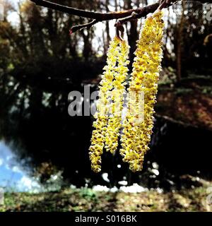 Kätzchen Hasel (Corylus) Stockfoto