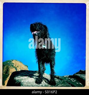 Eine schwarze nass Labradoodle Hund auf einem Felsen. Stockfoto