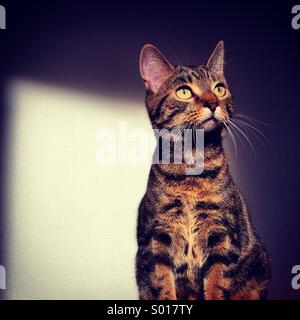 Domestiziert junge Kätzchen Tabby Katze Haustier, Warnung im Sonnenlicht zu Hause sitzen. Stockfoto