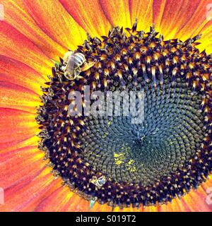 Honigbiene auf Sonnenblume Stockfoto