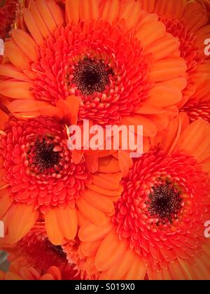 Orange Gerbera Blumen hautnah Stockfoto