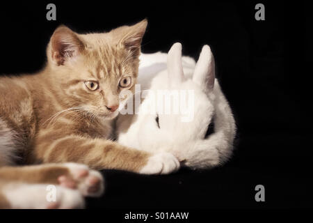 Katze und Kaninchen kuscheln Stockfoto