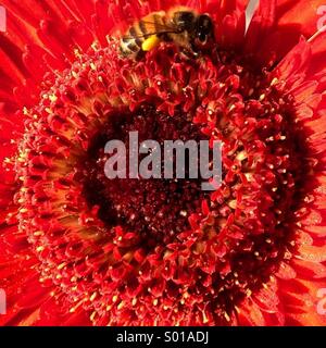 Eine Biene saugt in einer Blume in Colonia Roma, Mexiko-Stadt, Mexiko Stockfoto