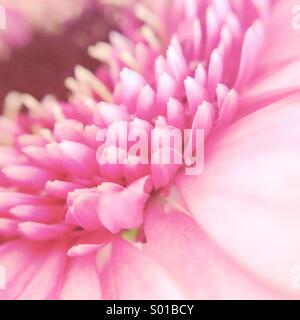 Rosa Blume Stockfoto