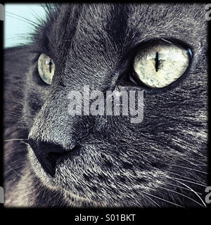 Grüne Augen einer grauen Nebelung-Katze Stockfoto