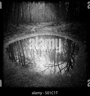 Pfütze überflutet Waldweg in den Wald Baum Reflexion Bäume Reflexionen Wasserhindernis Stockfoto