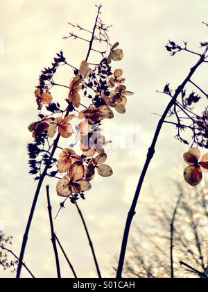 Trockene Blumen im Winter. Stockfoto