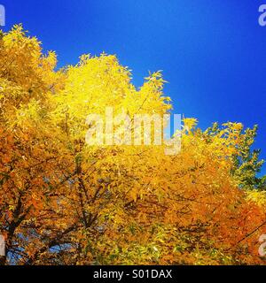 Brillante Herbstlaub gegen blauen Himmel Stockfoto