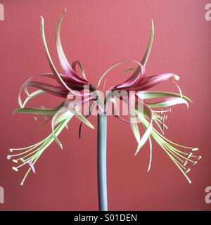 Amaryllis-Sumatra-Lampe in voller Blüte. Stockfoto