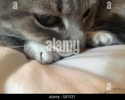 Grau Tabby Hauskatze auf Bett mit Kopf zwischen den Pfoten Stockfoto