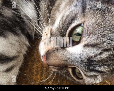 Faule Tabby Katze auf Bett ruhen Stockfoto
