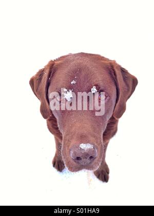 Porträt von Labrador im Schnee Stockfoto