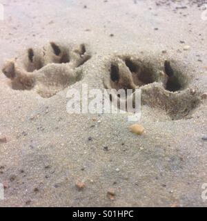 Hundepfote druckt in den Sand. Stockfoto