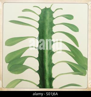 Kaktus-Blätter Stockfoto