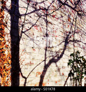 Baum Schatten auf Ziegelmauer Stockfoto