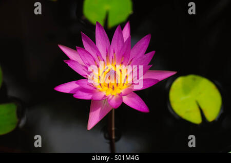 Lotus-Blume Stockfoto