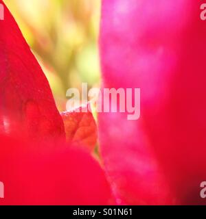 Makro der Blütenblätter einer Blume Bougainville. Stockfoto