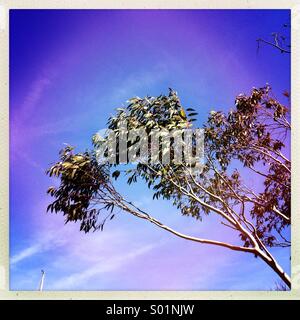 Eukalyptus-Baum im Wind gegen einen bunten blauen Himmel gezeigt Stockfoto