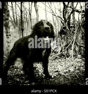 Schwarzer Hund. Stockfoto