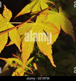 Japanischer Ahorn nasses Laub. Acer Japonicum Blatt. Stockfoto