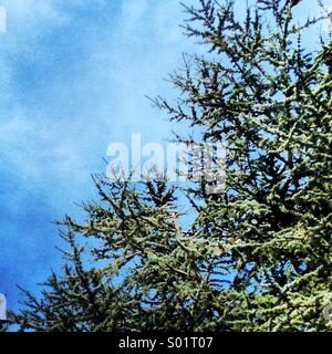 Grüner Baum, blauer Himmel Stockfoto