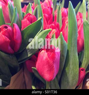 Rosa Tulpen Stockfoto