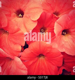 Rote Blumen Stockfoto