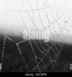Tautropfen auf Spinnennetz Stockfoto