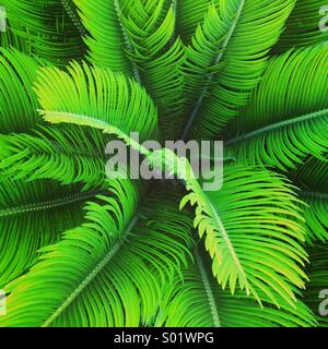 Palme hautnah Stockfoto