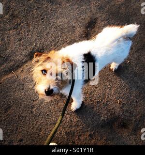 Hund an der Leine nach oben Stockfoto