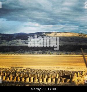 Field lined with hay bales after harvest with mountains in the background. Stockfoto