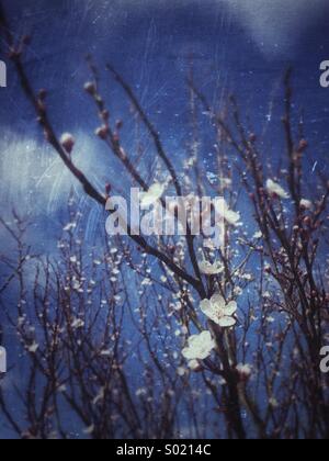 Frühlingsblumen auf einem Baum vor blauem Himmel Stockfoto