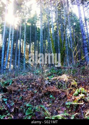 Hinterleuchtete Wald Szene Stockfoto